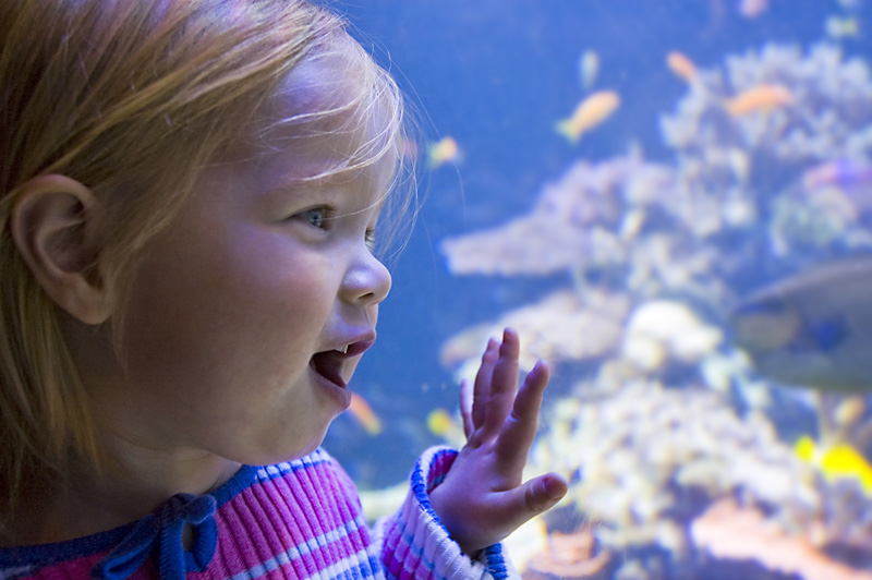 06-Por-que-los-peces-no-se-mueren-debajo-del-agua