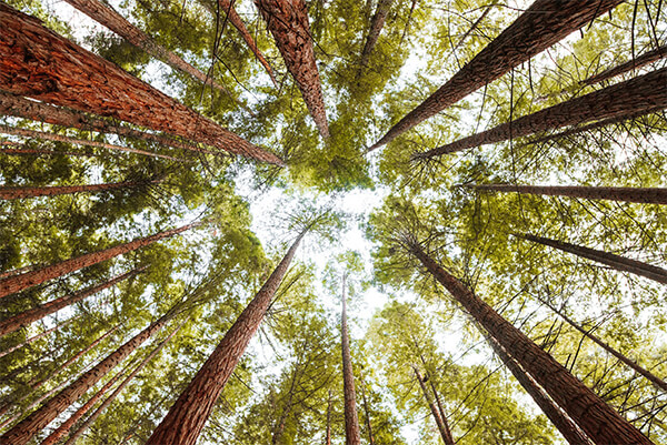 imagen de bosques de pino